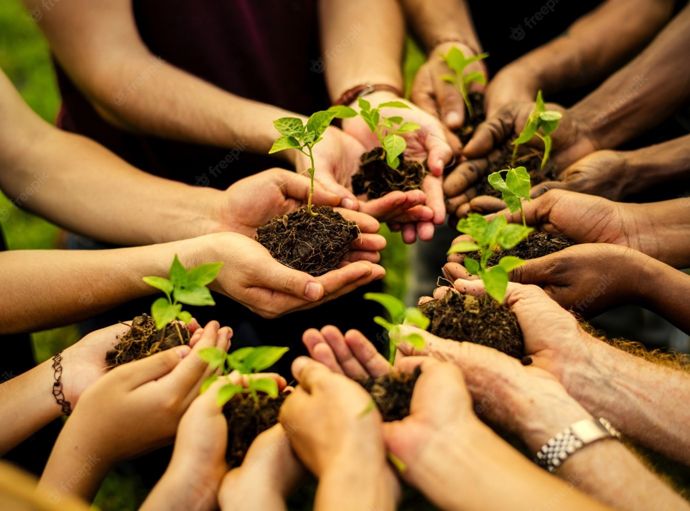 Partnership collaboration - hands holding young plants